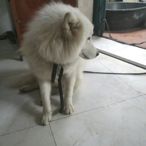 Samoy ឈ្មោល ទេីបធំ