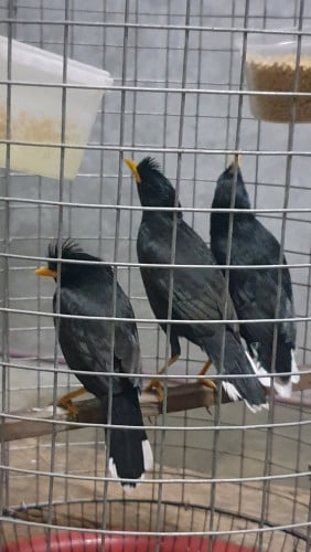 មួយ 30 បង បង