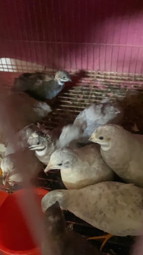 ក្រួចButton quail មេបាក្នុងស្រុក ពងរាល់ថ្ងៃ
