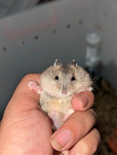 Hamster Winter 3$