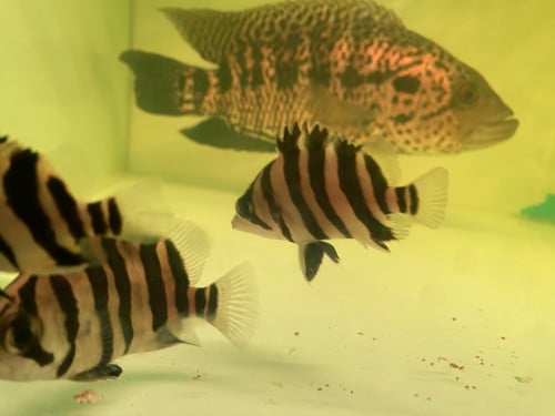 ត្រីខ្លា Sumatra ទំហំ 6-7cm