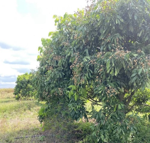 ដីចំការមៀនប៉ៃលិនលក់ រឺ ជួល