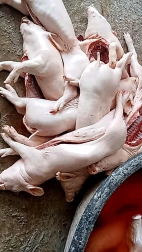 មានសាច់ជ្រូកសម្រាប់អាំង