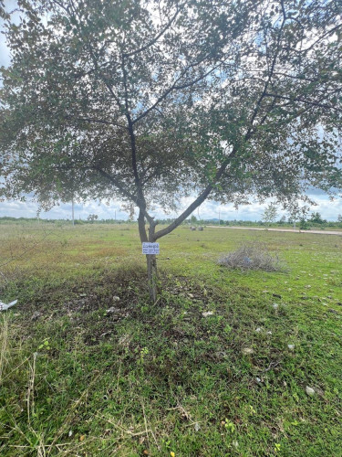 លក់ដីបន្ទាន់