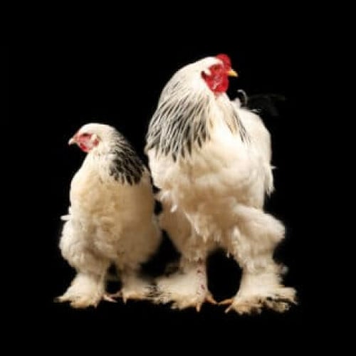 មាន់ឈ្មោលញី, កូនមាន់ - Brahma* chicken, chicks