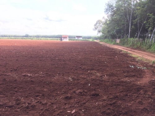 ដីក្រហម ដំណាំកៅស៊ូ អាយុ៥ឆ្នាំ