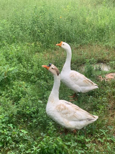 ក្ងាន មួយគូរ អាយុមួយខួប