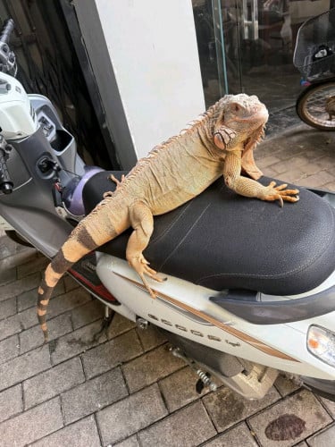 អត់មានពេលមើលថែតម្លៃ youtube