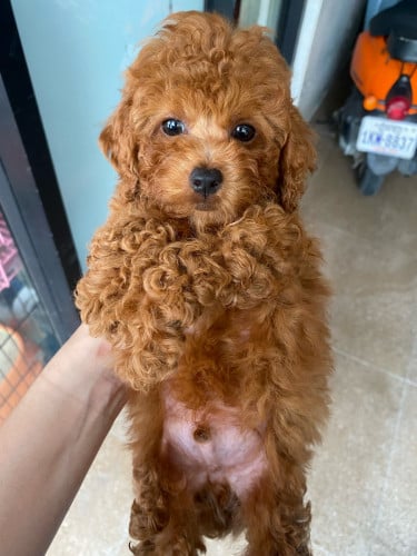 Poodle (have boy&girl)