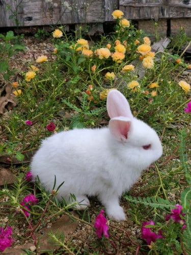 អូនទន្សាយស្អាតៗ