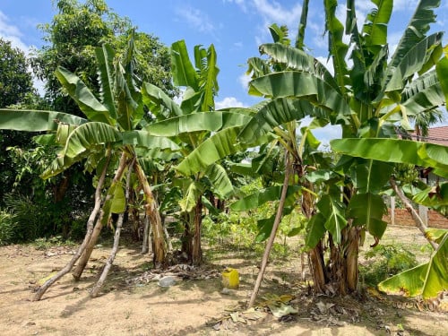 ដីលក់បន្ទាន់ខ្លាំង