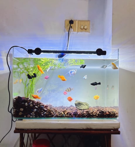 ទូត្រីឡៃឡុងធំ 50cm មានត្រី20ក្បាលជាងរុក្ខជាតិនឹងថ្មឡាវ៉ា