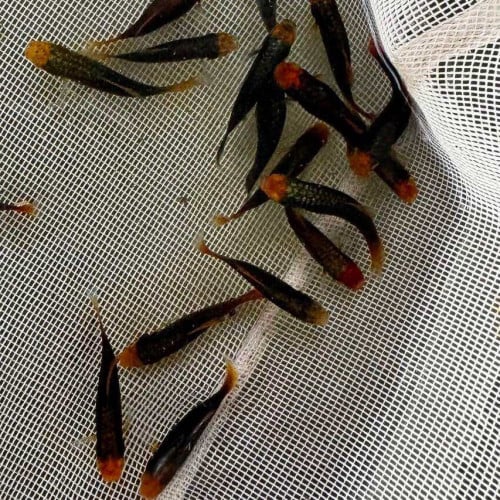 មានលក់ចកនឹងត្រីក្រឹម7ពណ៌