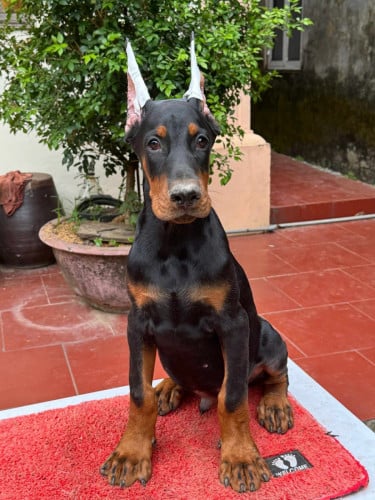 Doberman