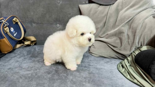 Poodle vvip