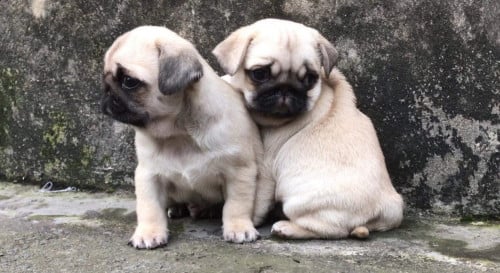 Pug
