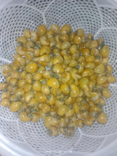 ខ្យងប៊័រ