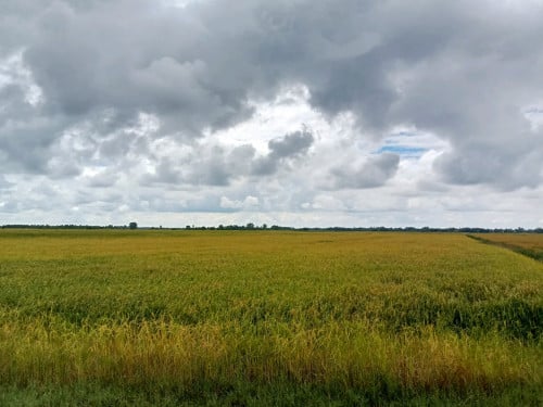ដីស្រែលក់បន្ទាន់ នៅព្រៃវែង