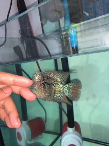 ឡហានពូជ Zz