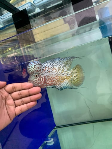 Kamfa F2 ត្រីបង្កាត់នៅខ្មែរ