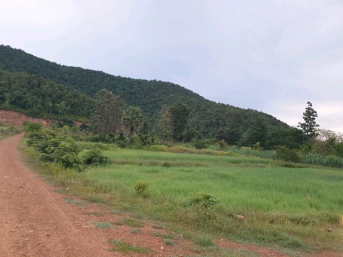 ចំកាដូងលក់ដូងជិត២០០ដើម