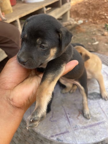 ចែកកូនឆ្កែធូៗស្អាតៗឆ្កែស្រុកពូជធំ