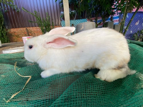 ចង់លក់ទន្សាយមេបា