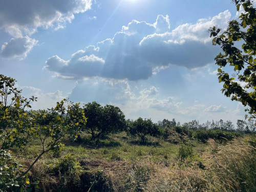 ដី 321 ហិកតា លក់បន្ទាន់