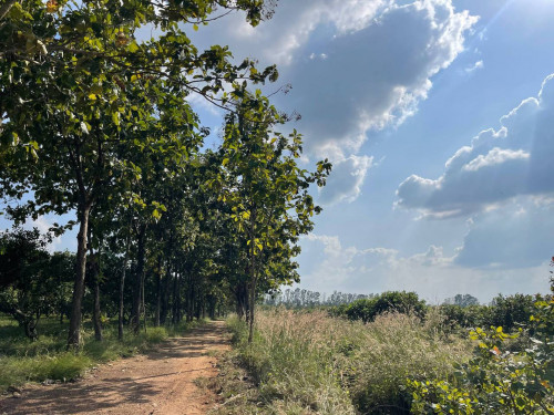ដី 321 ហិកតា លក់បន្ទាន់