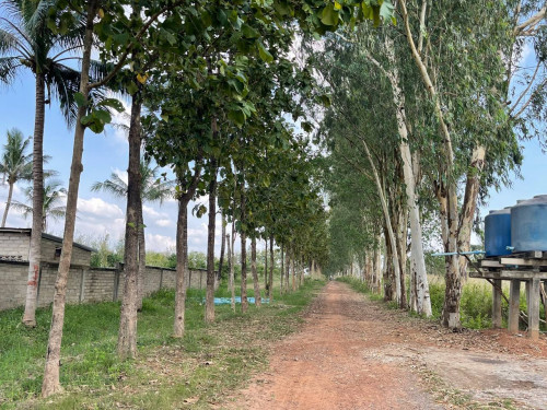 ដី 321 ហិកតា លក់បន្ទាន់
