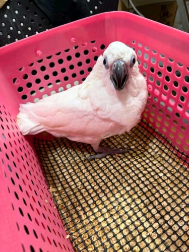 Parrots (inbox telegram for price)