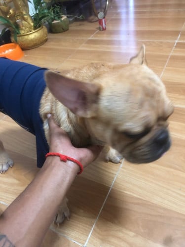 ចង់លក់ឆ្កែប្រញ៉ាប់លុយ