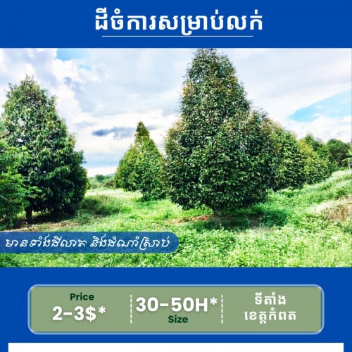 ចំការធូរ៉េនសម្រាប់លក់