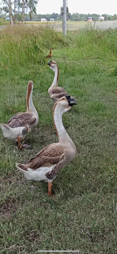 ក្ងានក្បាលតោ