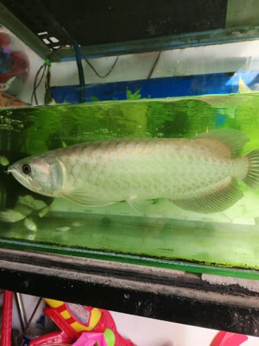 ត្រីនាគប្រាក់លាយខ្មៅធំប៉ុនបាទដៃប្រវែង4តឹកកន្លះមានទូ អ៊ុកសីុសែន តុមួយឈុត170$  010518021