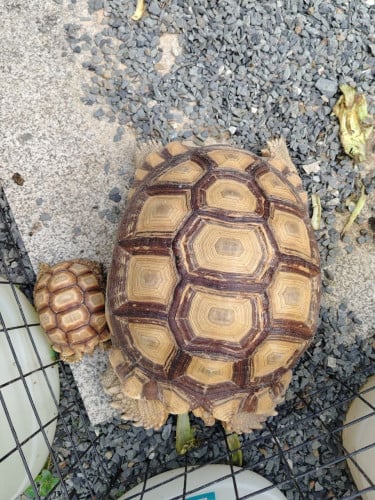 Sukarda（ទិញមួយថែមមួយដោយឥតគិតថ្លៃ）