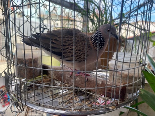 លលកម៉ាឡេ