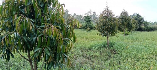 ដីចំការទុរេននិងសាវម៉ៅលក់បន្ទាន់:  ស្រុកឈូក ខេត្តកំពត