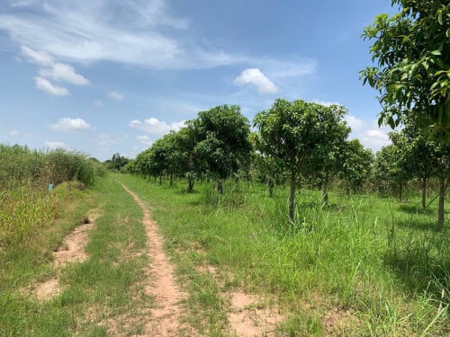ដីលក់បន្ទាន់ ឆ្លងខាងអរិយក្សត្រ