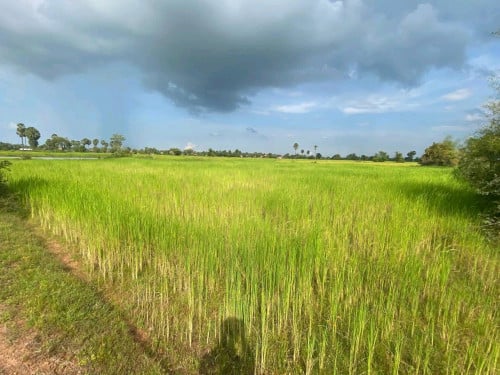 ដីស្រែសំរាប់លក់ ធូរៗក្រោមទីផ្សារ