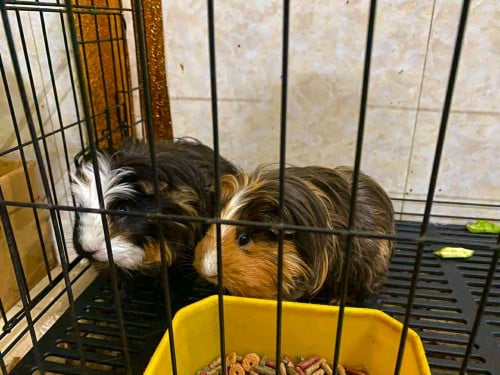 កណ្ដុរបារាំងពូជរោងវែង3