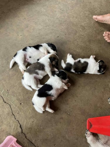 លក់កូនឆ្កែ