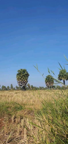 ជាប្រភេទដីស្រែតំបន់អភិវឌ្ឍន៍