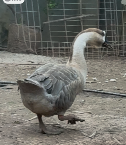 ឈ្មោកាត់ក្បាលតោ45$ មេពង 30$