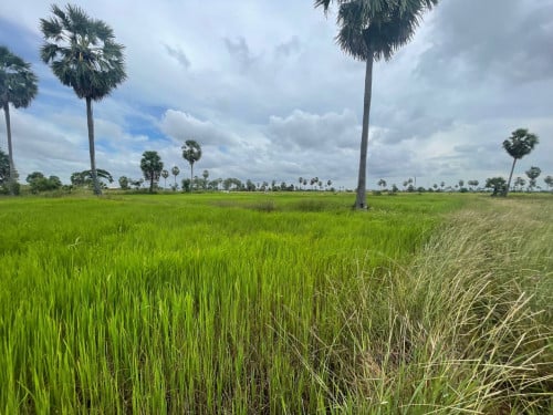 ដីលក់ម្ចាស់ផ្ទាល់កំបូល ទំហំ 8400m/2