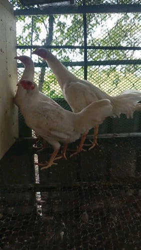 លក់មេបាពូជ