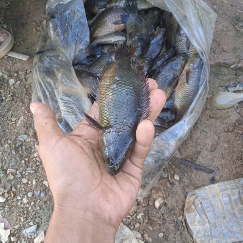 ត្រីក្រាញ់ធម្មជាតិ100%