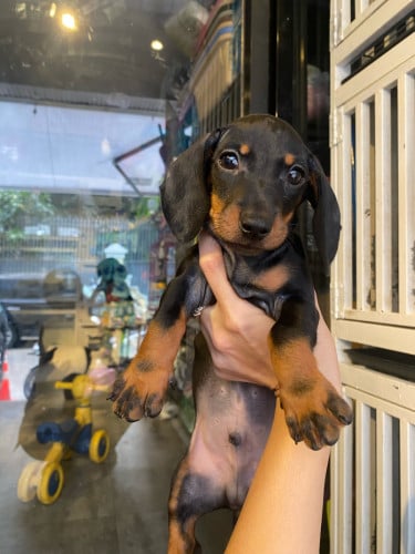 Dachshund boy