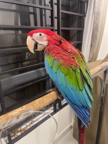 Green wing macaw ភេទ ញី