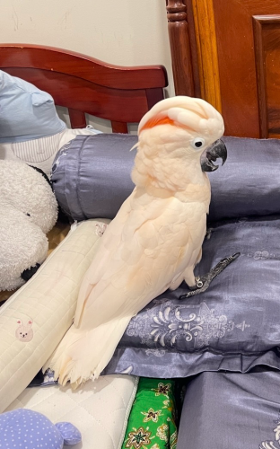 Mollucan cockatoo អាយុ 6ខែ មាឌធំ ភេទ ឈ្មោល